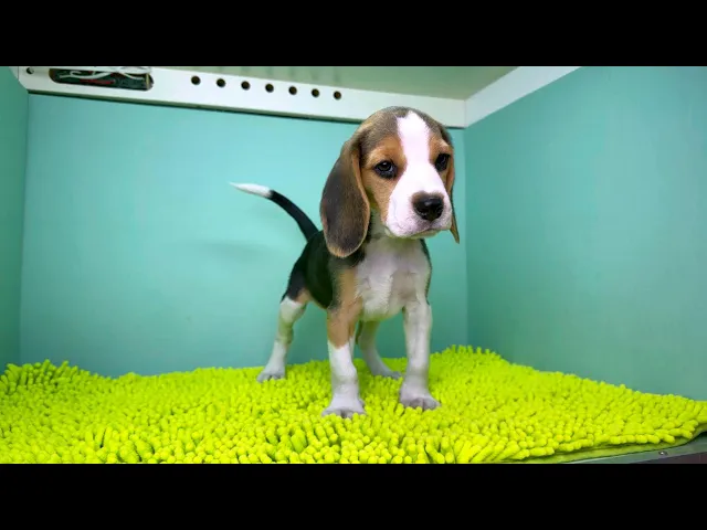 動画
