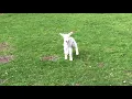Download Lagu Cute baby lamb has a loud baa
