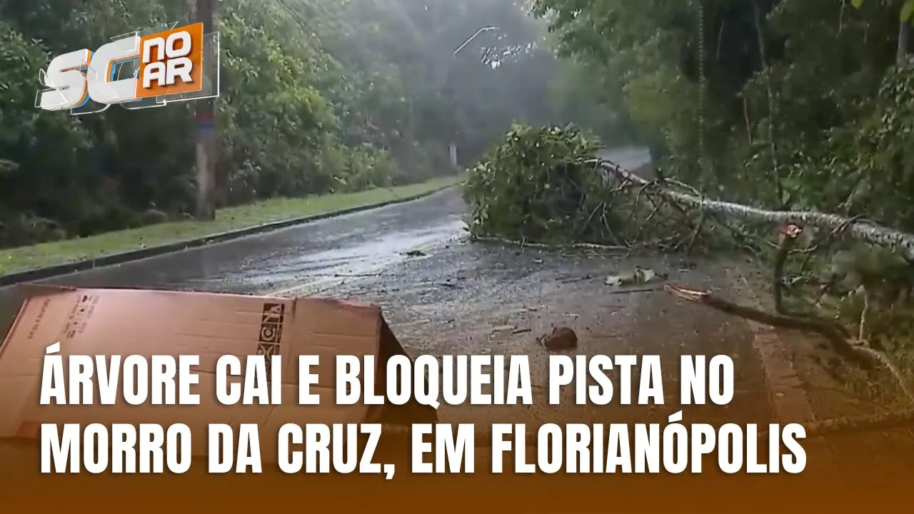 Árvore cai e bloqueia pista para subida do Morro da Cruz | semáforos intermitentes em Florianópolis