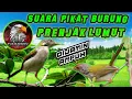 Download Lagu Suara pikat prenjak lumut terbaru 2020