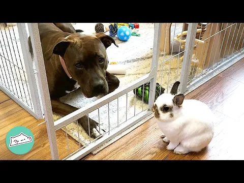 Download MP3 Pitbull Meets A Bunny For The First Time And Falls In Love | Cuddle Buddies