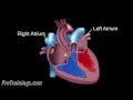 The Cardiac Conduction System