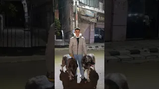  ارفعلي  شعار  ميت  ميت     دندنها