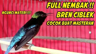 konin gacor full isian tembakan cigun ngebren 100 cocok buat masteran konin bahan trotol dan ijoan