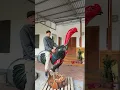 Download Lagu Dunyodagi eng katta dakan xoʻroz 😂😂🤣