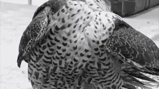 خلك مثل الصقر مايهمه في الجو شي يطلق جناحه فوق المراقيب ويصيد الي في الارض حي 