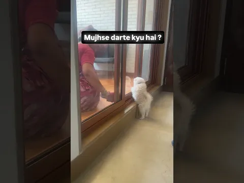 Pippo ki kalakari 😂#pets #trending #dog #funny