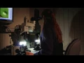 Henry C Lee College of Criminal Justice and Forensic Sciences An Introduction