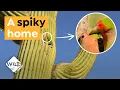 How this African Parrot Ended Up in a Cactus in Arizona I Wild to Know