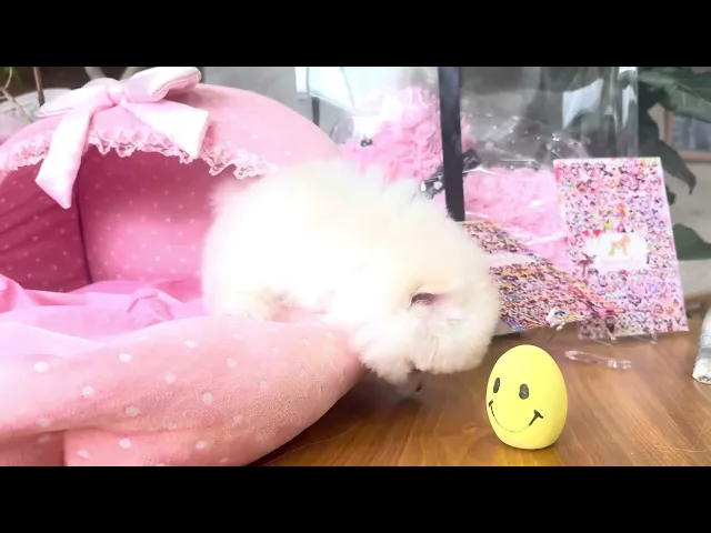 動画