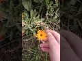 Level Best Horticulture