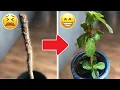 Is Your Fiddle Leaf Fig DROPPING LEAVES Do this ASAP