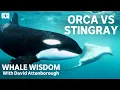 The clever way killer whales hunt stingrays Whale Wisdom with David Attenborough ABC TV iview