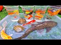 Download Lagu Unboxing Ikan Cupang Hias, Ikan Koi, Ikan Sapu-Sapu, Ikan Lele, Ikan Glowfish, Kura-Kura, Lobster