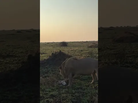 When the lion wants something to play with