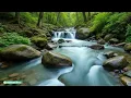Peaceful Nature Ambience | Spring Relaxation with Flowing Streams & Blooming Hills