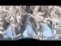 Gleaner F2 in 300 bushel corn