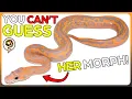 Let s Learn how to Identify Ball Python Genetics - NOVEMBER Edition