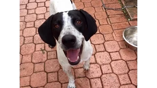 Florida Pointer Rescue Adoptable Dogs Please share for homes