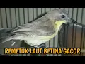 Lagu Suara Remetuk laut Betina Gacor | Pikat Burung Remetuk / Siur Paling Ampuh