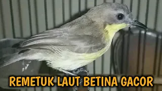 Download Suara Remetuk laut Betina Gacor | Pikat Burung Remetuk / Siur Paling Ampuh MP3