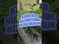 Download Lagu Waspada musim hujan tiba, lakukan ini biar cabe aman! #cabe #merawatcabe #petanicabai