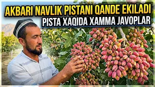 AKBARI PISTA XAQIDA XAMMA MALUMOT QANDAY YERLARGA EKSA BO’LADI
