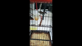 masteran ciblek kristal cikris gacor bren ngunci 10 memit