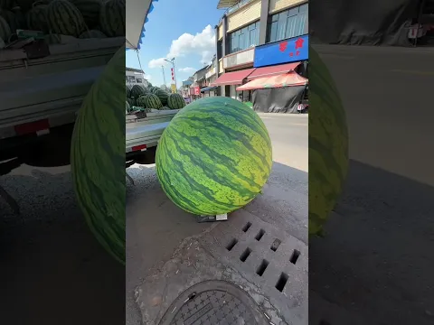 Today I Bought The World's Largest Watermelon For My Pet Bali