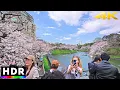 Download Lagu Japan - Imperial Palace Moat Cherry Blossoms, Walk in 4K HDR