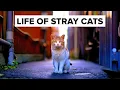 Inside The HIDDEN Lives Of Stray Cats