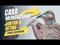 Download Lagu Cara Membedakan Tekukur Jantan Dan Betina Dengan Mudah Dan Cepat