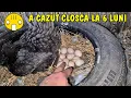 Download Lagu SURPRIZĂ RECORD - A căzut cloșcă la doar 6 luni o puică din acest an!