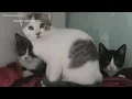 Muskegon Humane Society needs help during the kitten season