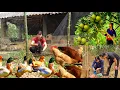 Download Lagu Thuy's perseverance: completing the livestock area, renovating the garden after the storm