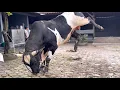 Lagu De gigantische koe van Bisma Setia Farm is schattig en heeft vele stijlen voor de deur van Gaplo ...