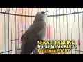 Download Lagu Trucuk BETINA memanggil Jantan Suara Birahi Ngecuplik 100% pancingan trucukan gacor agar BUNYI EMOSI