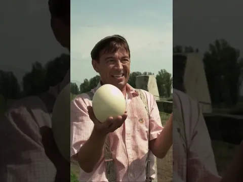 Это ж 80 внуков за год! 😂🥚 #лучшиемоменты #сериал #моменты #movie #квартал95