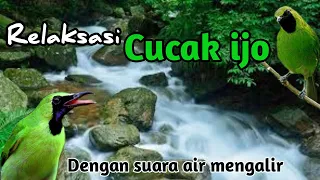 Download Terapi burung CUCAK IJO supaya cepat gacor dengan air mengalir seperti di alam MP3