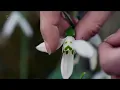 Kew Gardens - Year in the Bloom 1 - The Snowdrops