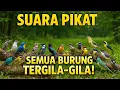 Download Lagu SUARA PIKAT BURUNG KECIL PALING AMPUH || SUARA PIKAT SOGON || SUARA PIKAT BURCIL RIBUT MP3 2025