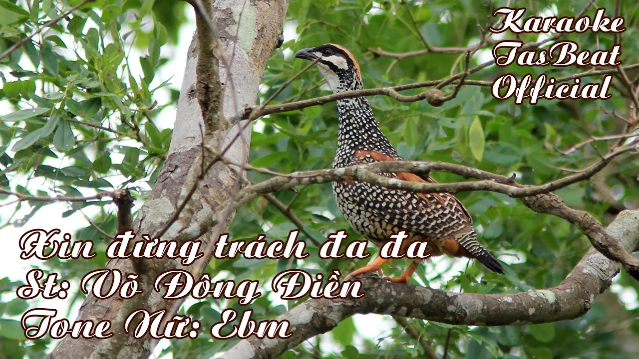 Karaoke Xin Đừng Trách Đa Đa - Tone Nữ | TAS BEAT