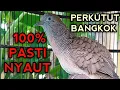 Download Lagu PERKUTUT BANGKOK GACOR SUARA AMPUH UNTUK PANCINGAN SEMUA KUTUT BANGKOK PASTI NYAUT 