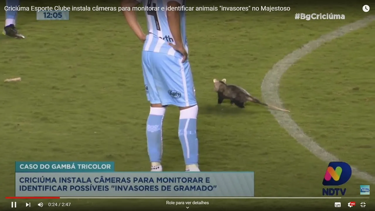 Criciúma Esporte Clube instala câmeras para monitorar e identificar animais "invasores" no Majestoso