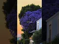 Download Lagu Chemtrails Over the Country Club - Lana Del Rey | aesthetic | lyrics | #lanadelreylyrics ✨💫 Download Lagu Chemtrails Over the Country Club - Lana Del Rey | aesthetic | lyrics | #lanadelreylyrics ✨💫