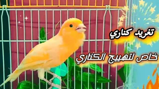 تغريد كناري هائج لتدريب وتهييج أقوى صوت الكناري 