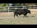 Azteca Ranch LG Francisco Villa 038