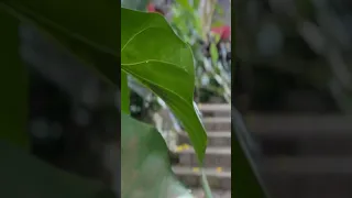 #jungle #hike #sailing #travel #nevis