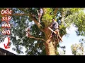 Download Lagu Cưa cây Xà Cừ tím siêu khủng gần nhà / Sawing a giant purple Pearl tree near my house | T997