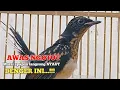 Download Lagu Pancingan murai trotol dan pastol BUNYI GACOR buat murai trotol belajar bunyi murai trotol gacor 460